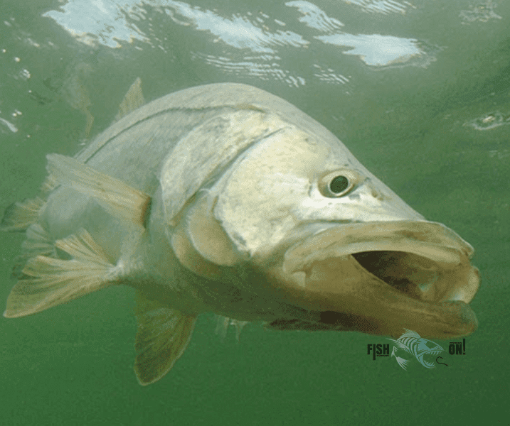 Biscayne Bay Fishing Spots GPS numbers
