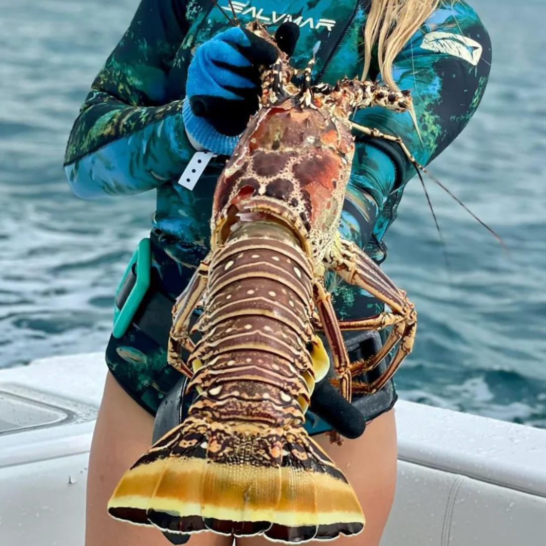 Florida Spiny Lobster