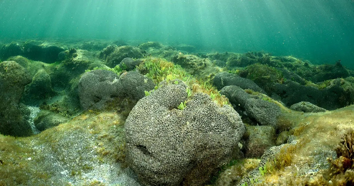 Unlocking the Depths: Where the Fish Hide in the Gulf's Bottom Structure Fish On