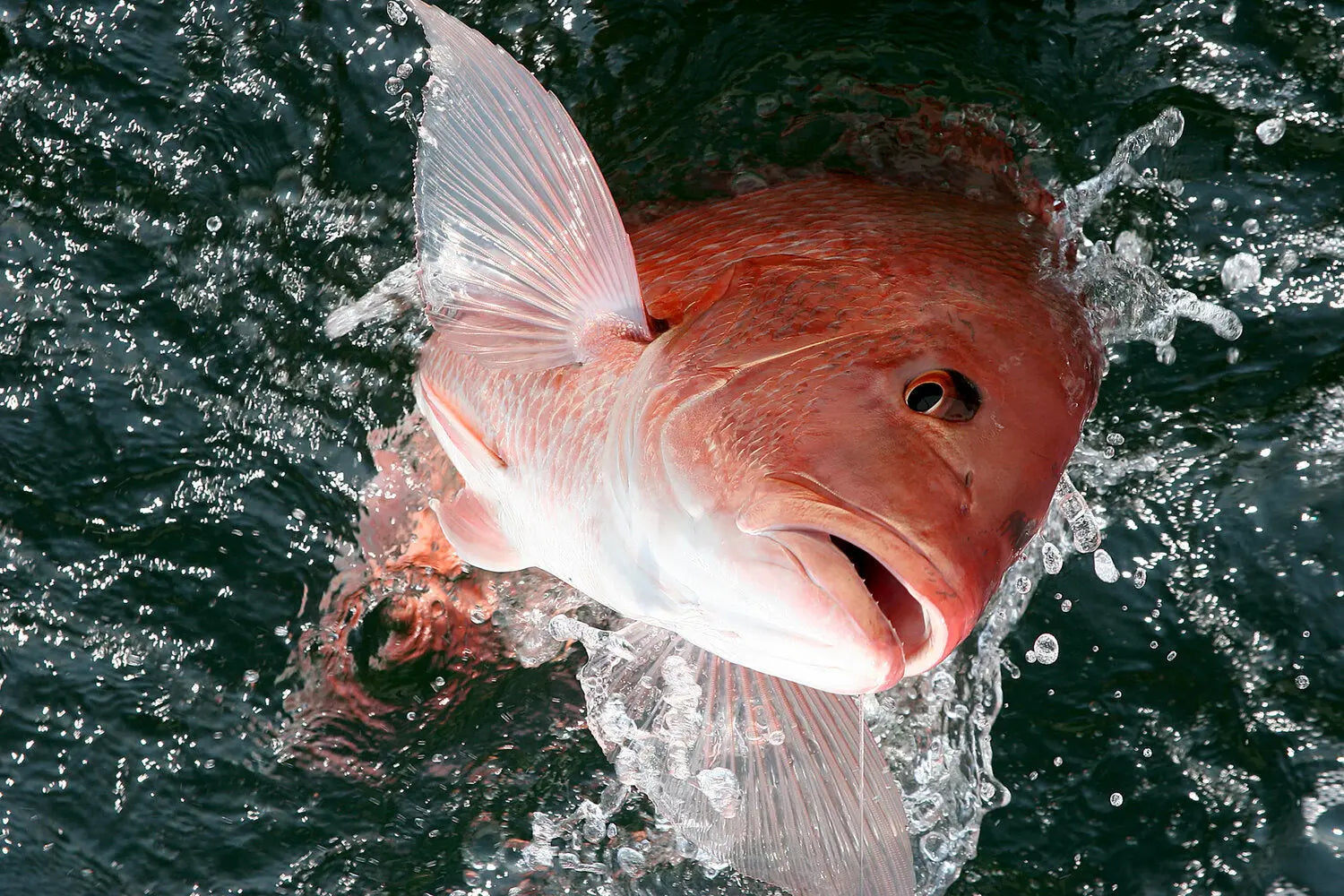 Unveiling Red Snapper's Favorite Hangouts - A Guide Fish On