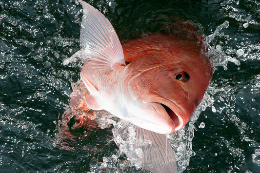 Unveiling Red Snapper's Favorite Hangouts - A Guide Fish On