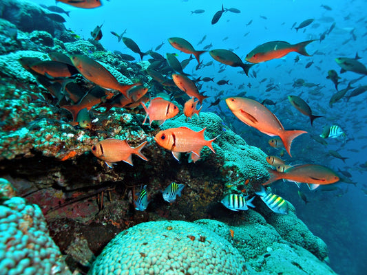 Eastern Gulf of Mexico Bottom Bounty: A Deep-Sea Delight