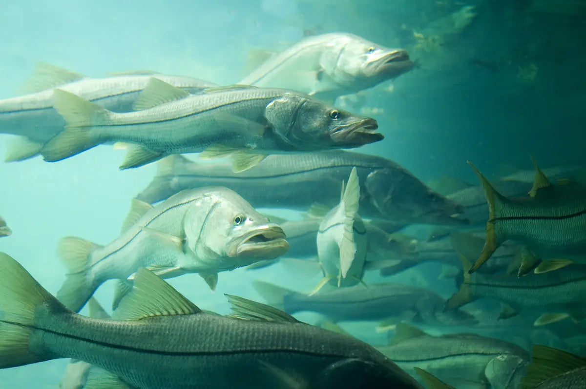 Tampa Bay Fishing - Inshore fishing Fish On