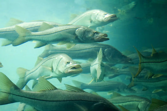 Tampa Bay Fishing - Inshore fishing Fish On