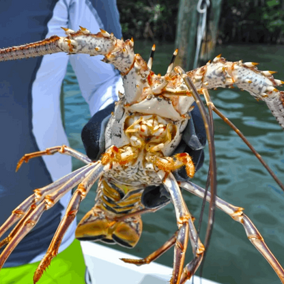 Middle Keys Lobster Spots - Lobster Numbers