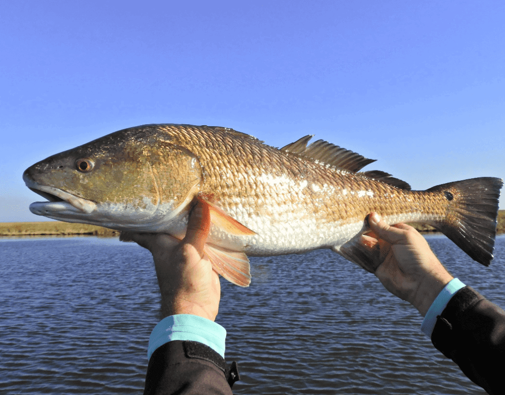 Savannah Fishing Spots - Coast Nearshore - GPS Fishing Numbers