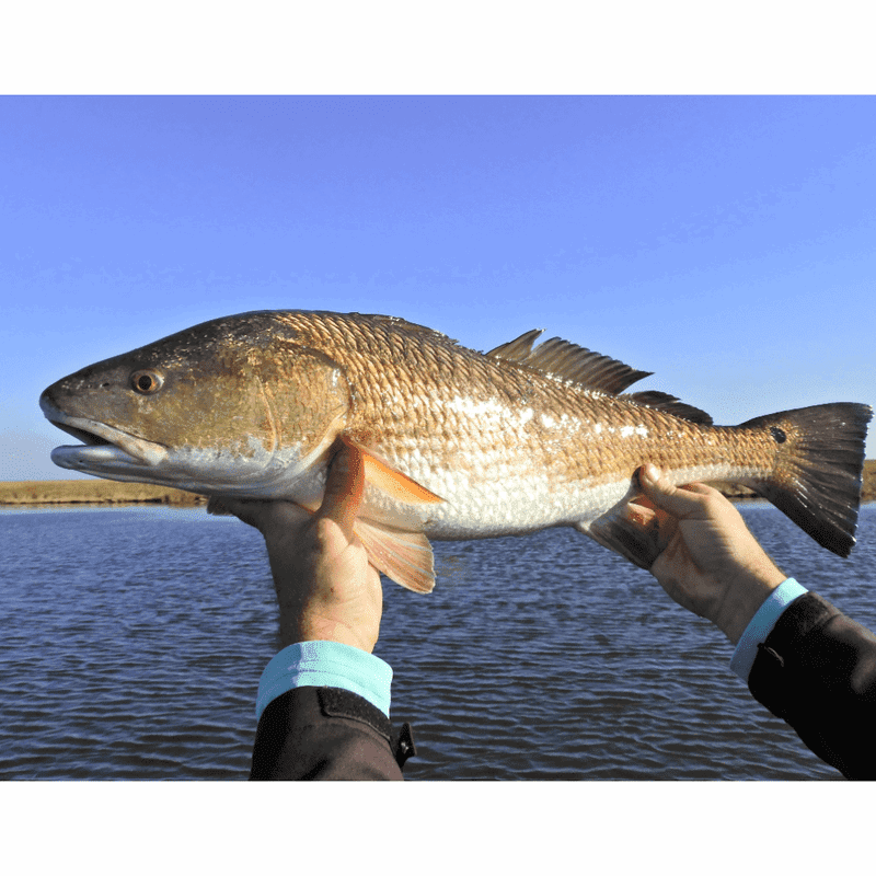 Tampa Bay Fishing spots - GPX Fishing Numbers