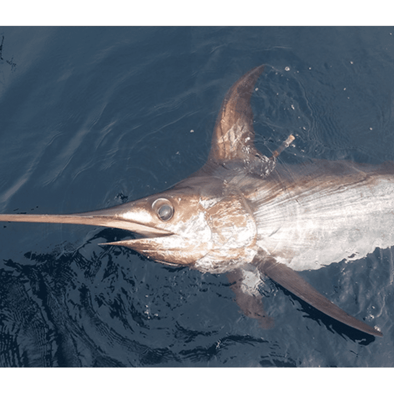 Deep Water - Swords, Marlin, Wahoo - South 1130 GPX Fishing Numbers