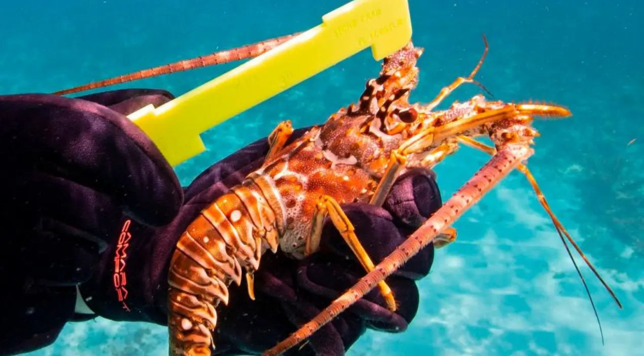 Key West Lobster Spots