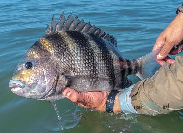 Sheepshead Fishing in Grand Isle, LA - FishingBooker